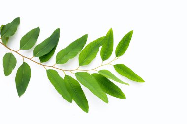 Beyaz üzerine yeşil okaliptüs yaprakları