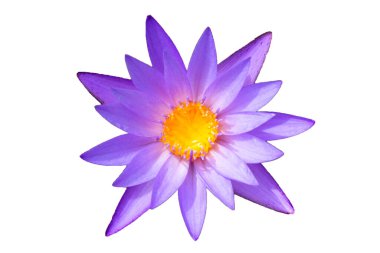 Beautiful purple water lily. Lotus flower on white background.