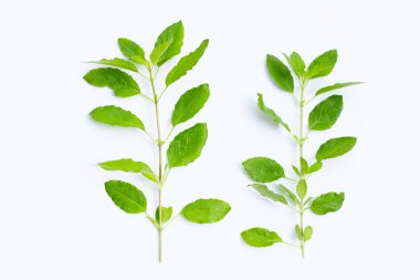 Beyaz arka planda kutsal fesleğen yaprakları.