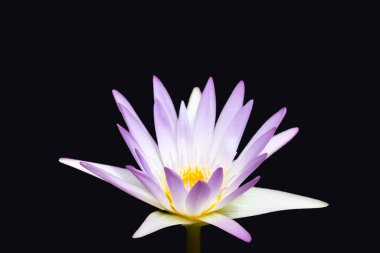 Beautiful purple water lily. Lotus flower on dark background.