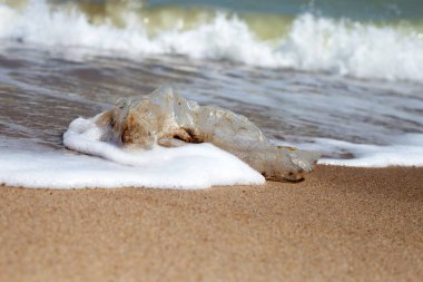 Plastic bag pollution on the beach
