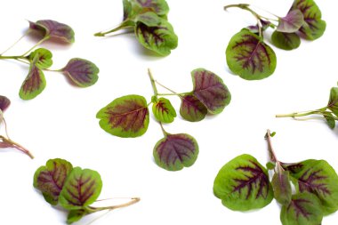 Fresh green red amaranth. Organic vegetables