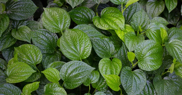 Vahşi betel taze yaprakları 