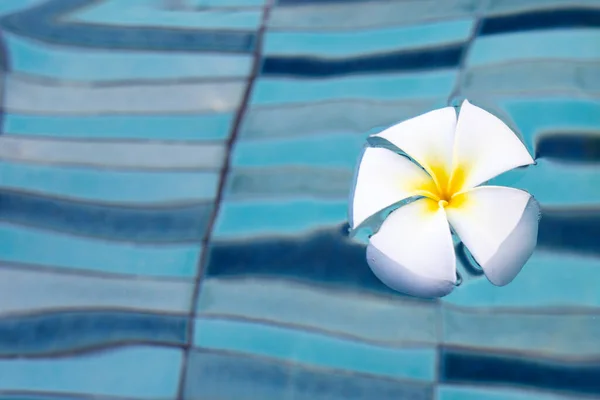 Plumeria or Frangipani flowers in the swimming pool. Top view