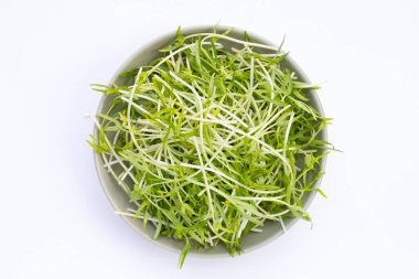 Water spinach sprouts. Organic vegetables