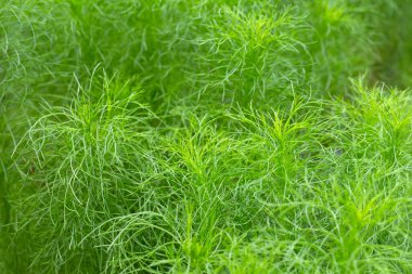 Bahçedeki köpek rezenesi (Eupatorium kapilyumu)