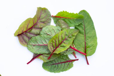 Taze İsviçre pazı yaprakları. Bebek yaprağı İsviçre pazarı