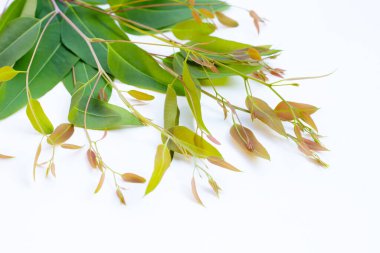 Beyaz arkaplanda okaliptüs yaprakları.