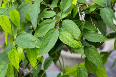 Fresh green leaves of tiliacora triandra plant