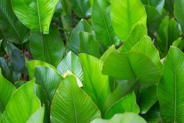 Green leaves of Calathea (Aublet) G. Meyer