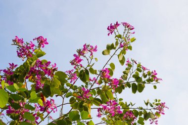 Bauhinia purpurea tree with pink flower