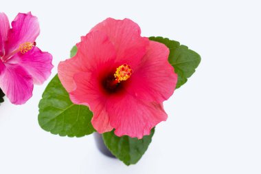 Hibiscus çiçek beyaz arka plan üzerinde.