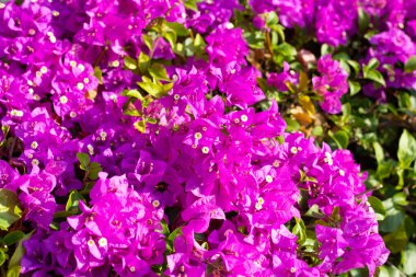 Beautiful bougainvillea flowers with green leaves