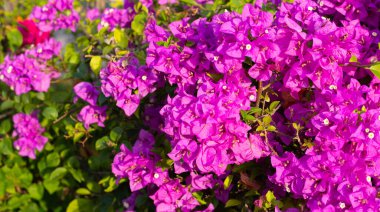 Beautiful bougainvillea flowers with green leaves