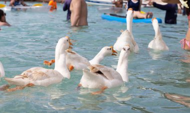 Denizde yüzen beyaz kazlar. Tien Sahili, Koh Larn Pattaya, Tayland