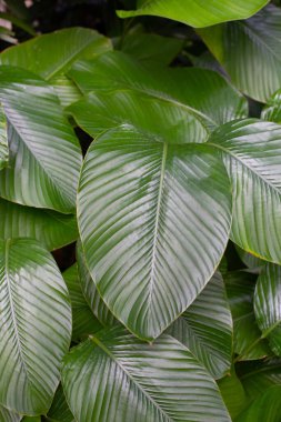 Green leaves of Calathea (Aublet) G. Meyer