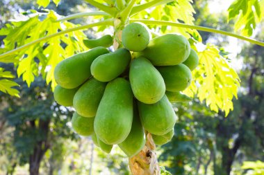 Bahçedeki ağaçta papaya meyvesi.