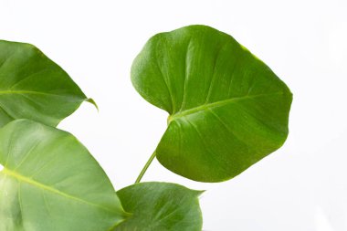 Monstera bitki beyaz yaprakları