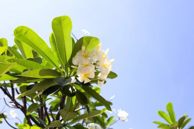 Plumeria or frangipani flower. Tropical tree