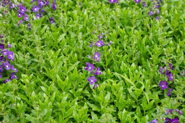Beautiful angelonia goyazensis benth in the park