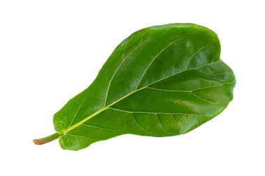 Beyaz arkaplanda Ficus lyrate yaprağı.