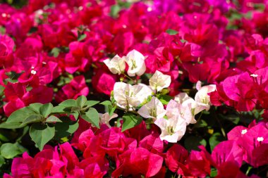 Beautiful bougainvillea flowers with green leaves