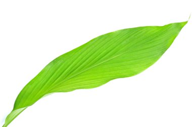 Beyaz arkaplanda yeşil zerdeçal yaprağı.