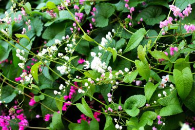 Meksikalı sürüngen, aşk zinciri, mercan sarmaşığı. Pembe çiçek