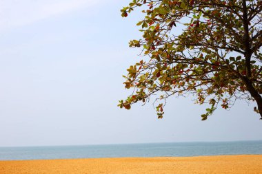 Ağaçlı güzel sahil denizi