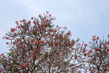 Plumeria or frangipani flower. Tropical tree