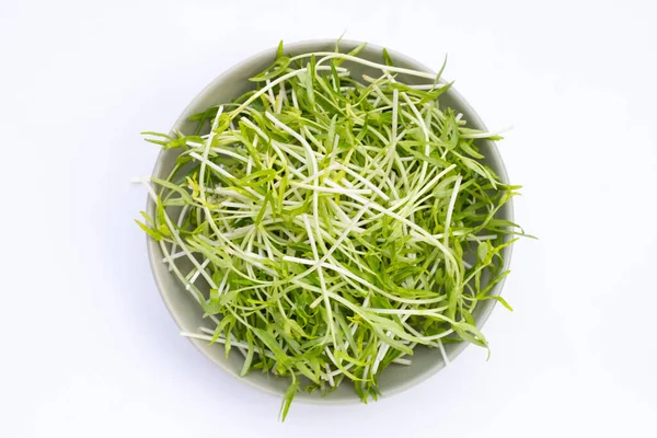 Water Spinach Sprouts Organic Vegetables — Stockfoto