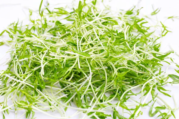 Water Spinach Sprouts Organic Vegetables — Stok fotoğraf