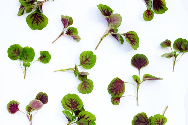 stock image Fresh green red amaranth. Organic vegetables