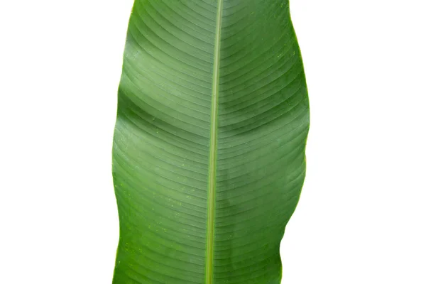 Feuille Heliconia Sur Fond Blanc — Photo