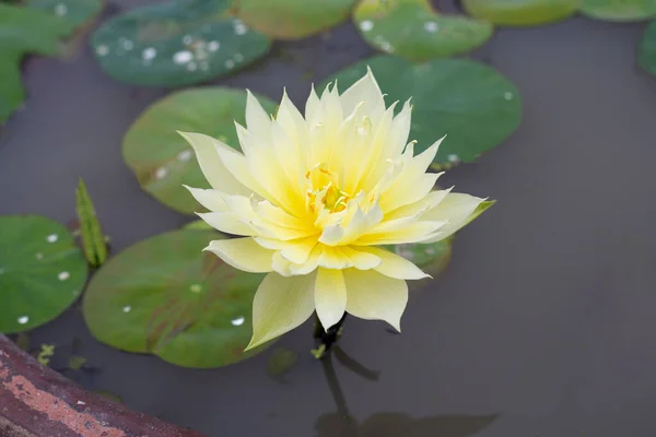 Beautiful Yellow Water Lily Lotus Flower Green Leaves — Zdjęcie stockowe