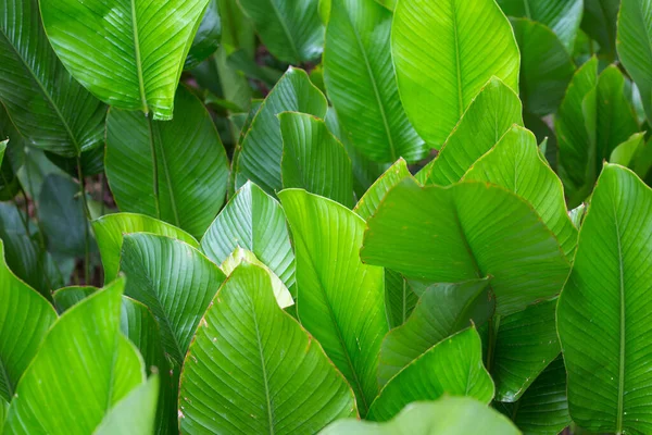 Green Leaves Calathea Aublet Meyer — Φωτογραφία Αρχείου