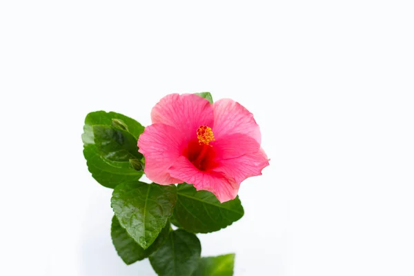 Hibiscus Çiçek Beyaz Arka Plan Üzerinde — Stok fotoğraf