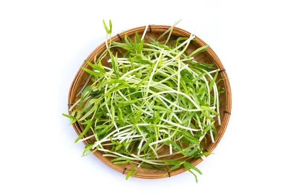Water Spinach Sprouts Organic Vegetables —  Fotos de Stock