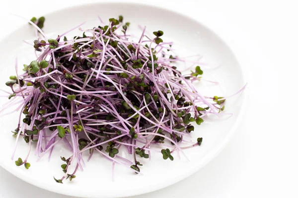 stock image Organic red cabbage sprouts on white background.