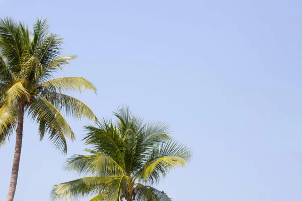 stock image Coconut palm trees with blue sky