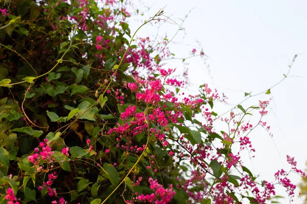 stock image Mexican creeper, Chain of love, Coral vine. Pink flower