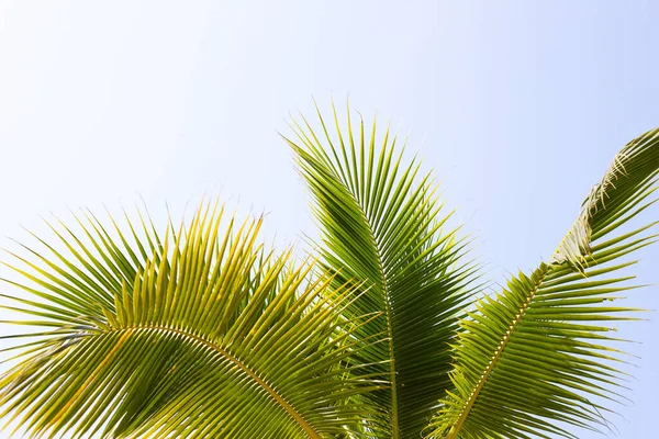 Kokospalmen Mit Blauem Himmel — Stockfoto