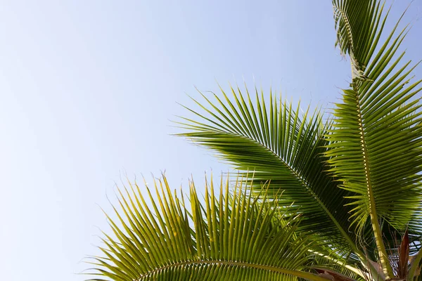 Кокосовые Пальмы Голубым Небом — стоковое фото