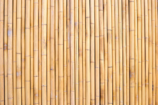 Żółta Bambusowa Faktura Suszone Bambusowe Tło Ściany Lub Ogrodzenia — Zdjęcie stockowe