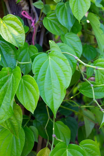 Zielone Liście Rośliny Betelu Ogrodzie — Zdjęcie stockowe
