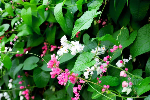 Mexican Creeper Chain Love Coral Vine Pink White Flowe — Stock Photo, Image