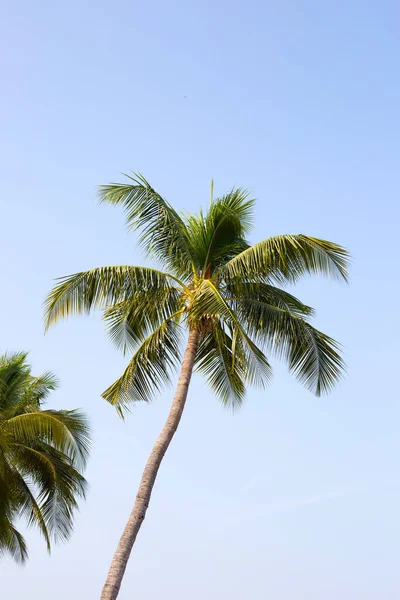 Coconut Palm Trees Blue Sky — Stock Photo, Image