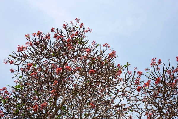 Plumeria Frangipani Flower Tropical Tree — Foto Stock