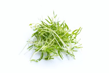 Water spinach sprouts. Organic vegetables