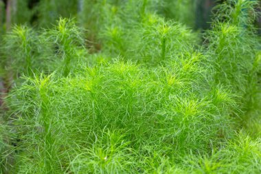 Bahçedeki köpek rezenesi (Eupatorium kapilyumu)